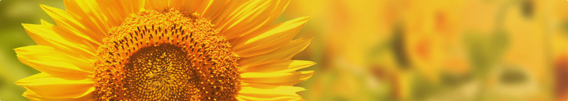  ラウンジ・会社情報